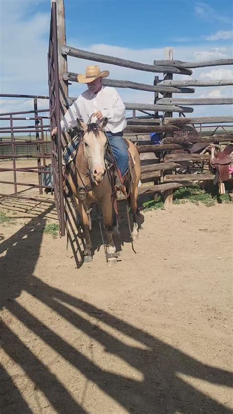 face to face cinco ranch|North Four Mile Creek Horse Ranch .